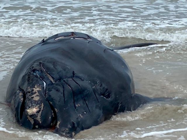 <p>A baby whale washed ashore at Anastasia State Park near St Augustine in Florida</p>