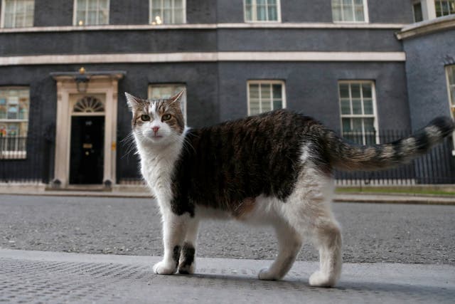 Britain Larry the Cat