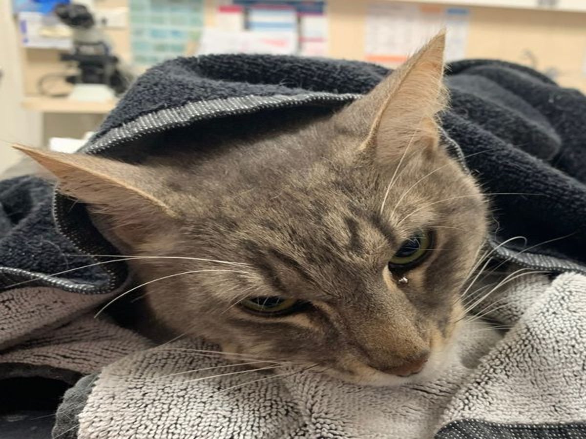 Cat dies 'protecting' young children from one of Australia's most