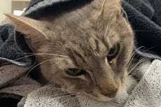 Family cat dies trying to protect young children from Australia’s most dangerous snake