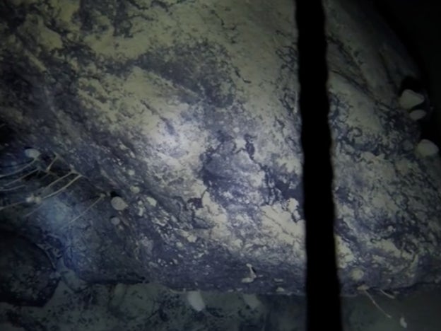 Image taken from video footage at the seafloor beneath the Ronne-Filchner Ice Shelf