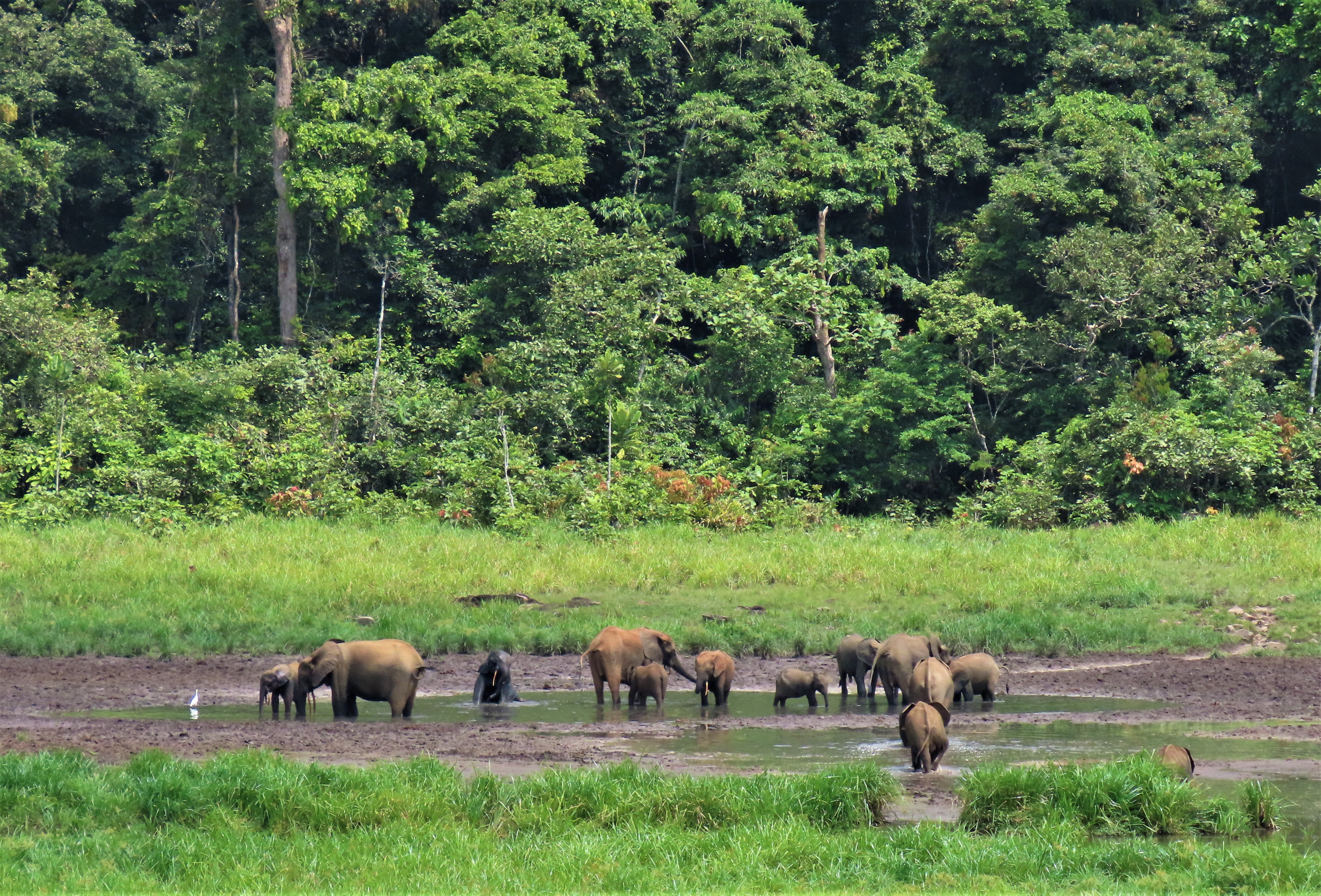 A herd of elephants drink from a river in Gabon