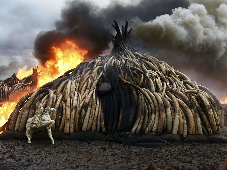 Burning seized elephant tusks, ivory figurines and rhinoceros horns at the Nairobi National Park, Kenya, 2016
