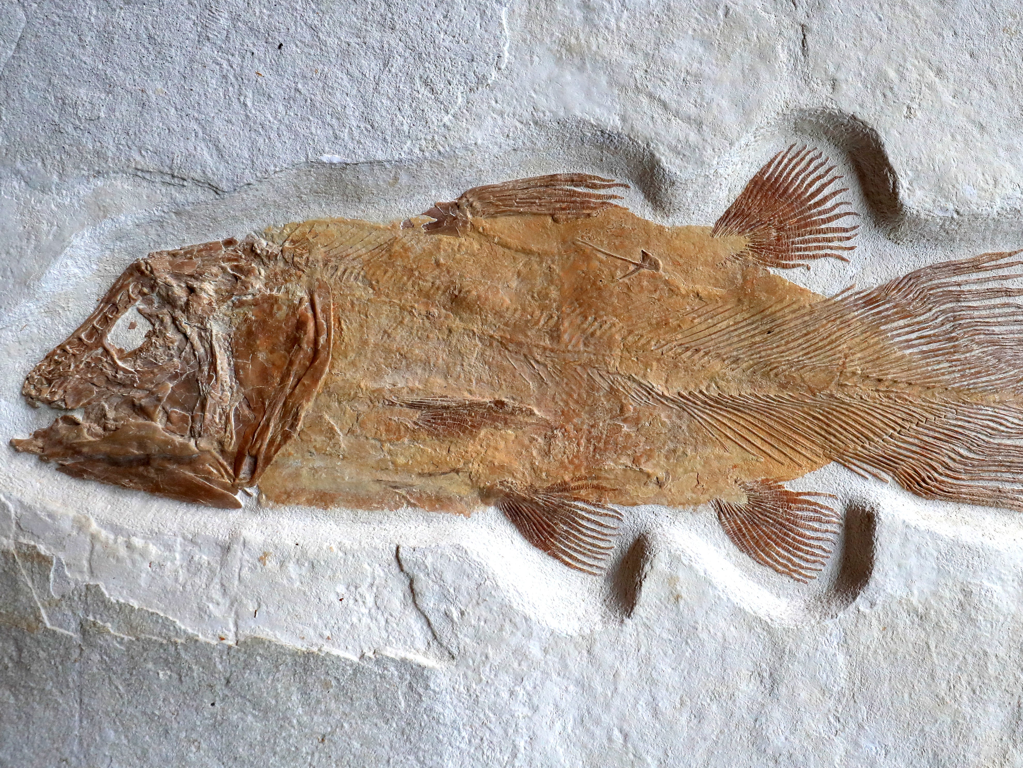 An example of what a very rare complete Coelacanth fossil looks like