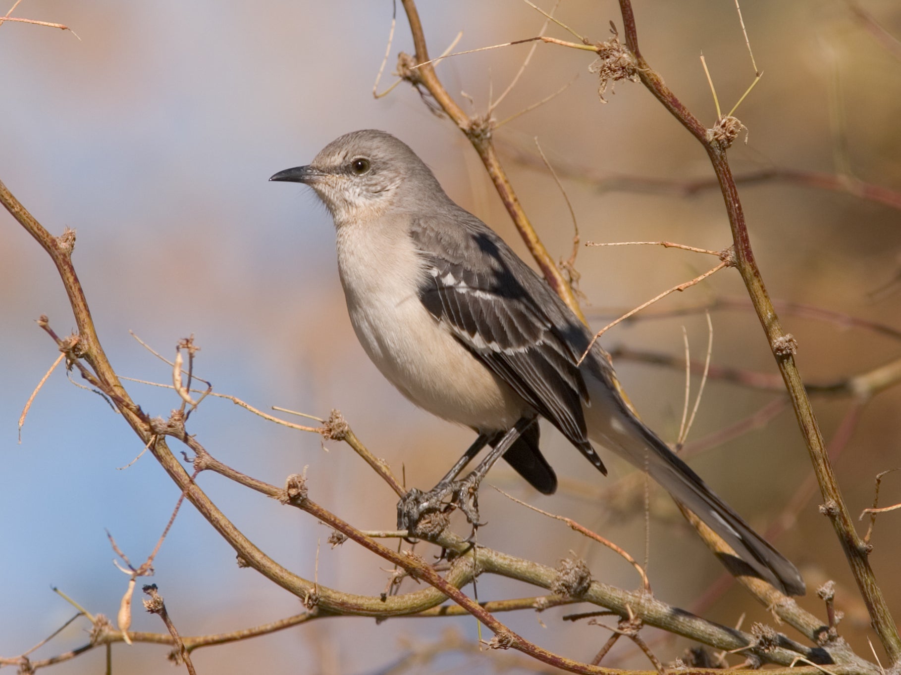 A rare Northern Mockingbird was spotted in the garden of Exmouth resident, Chris Biddle, on 6 February 202