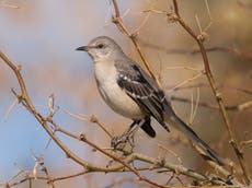 Birdwatchers who travelled to see mockingbird fined for Covid breach