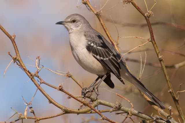 <p>A rare Northern Mockingbird was spotted in the garden of Exmouth resident, Chris Biddle, on 6 February 202</p>