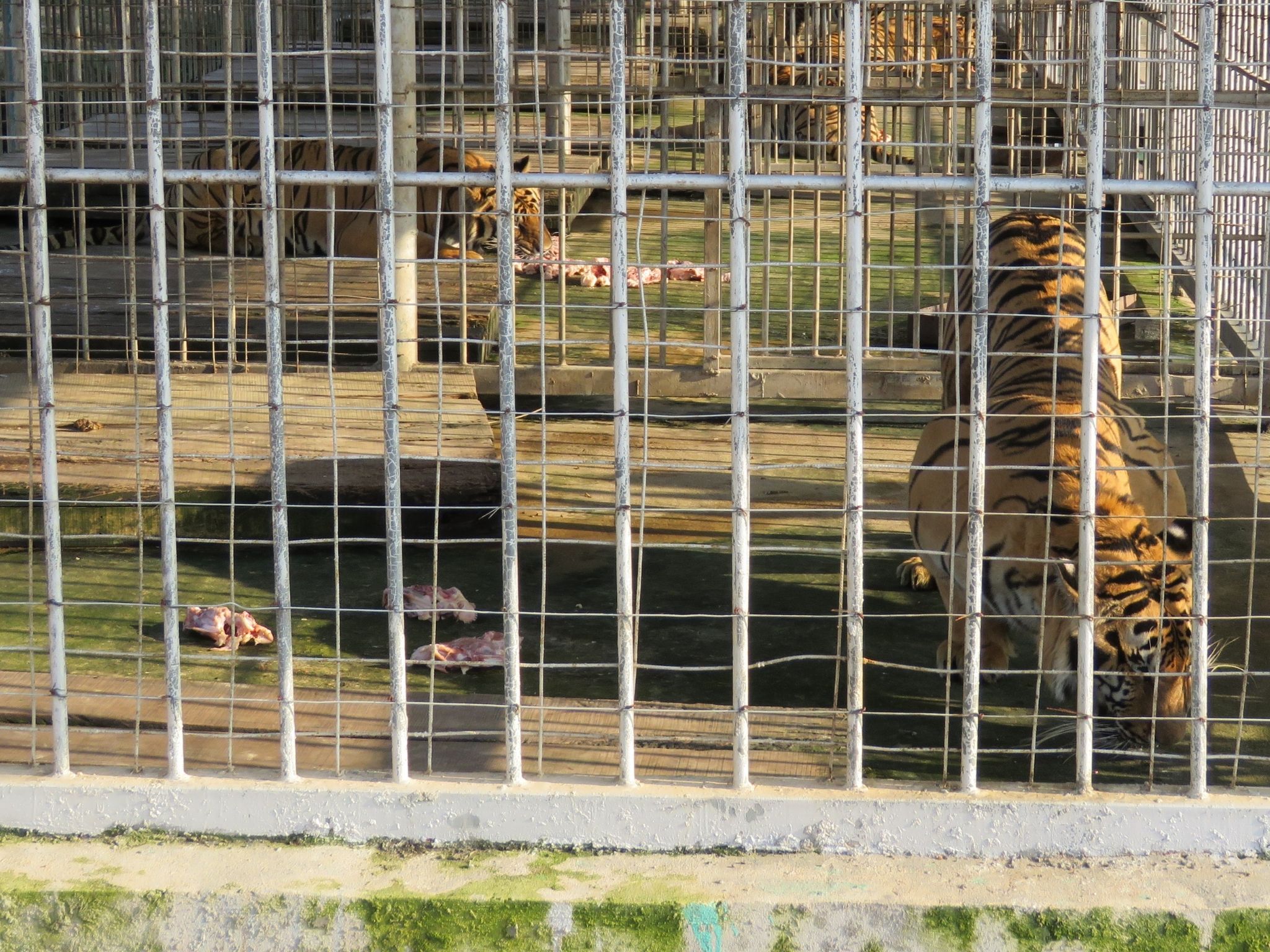 Tiger cages in Laos