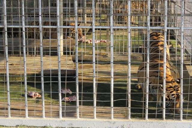 Tiger cages in Laos 
