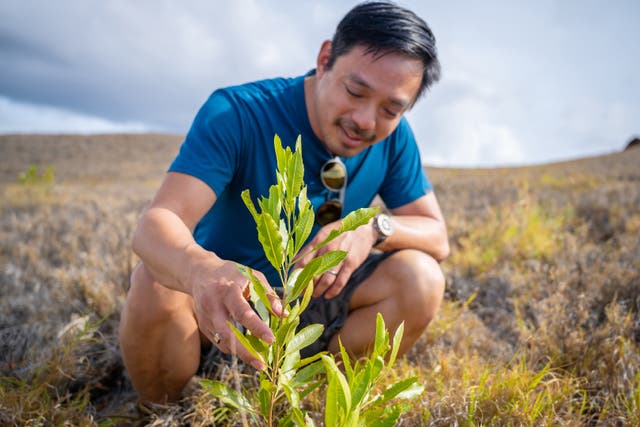 Yishan Wong, ex CEO de Reddit convertido en fundador del proyecto de cambio climático Terraformation, fotografiado en su tierra en Hawai, donde ha lanzado un plan piloto para 'ampliar' la silvicultura y plantar un billón de árboles.
