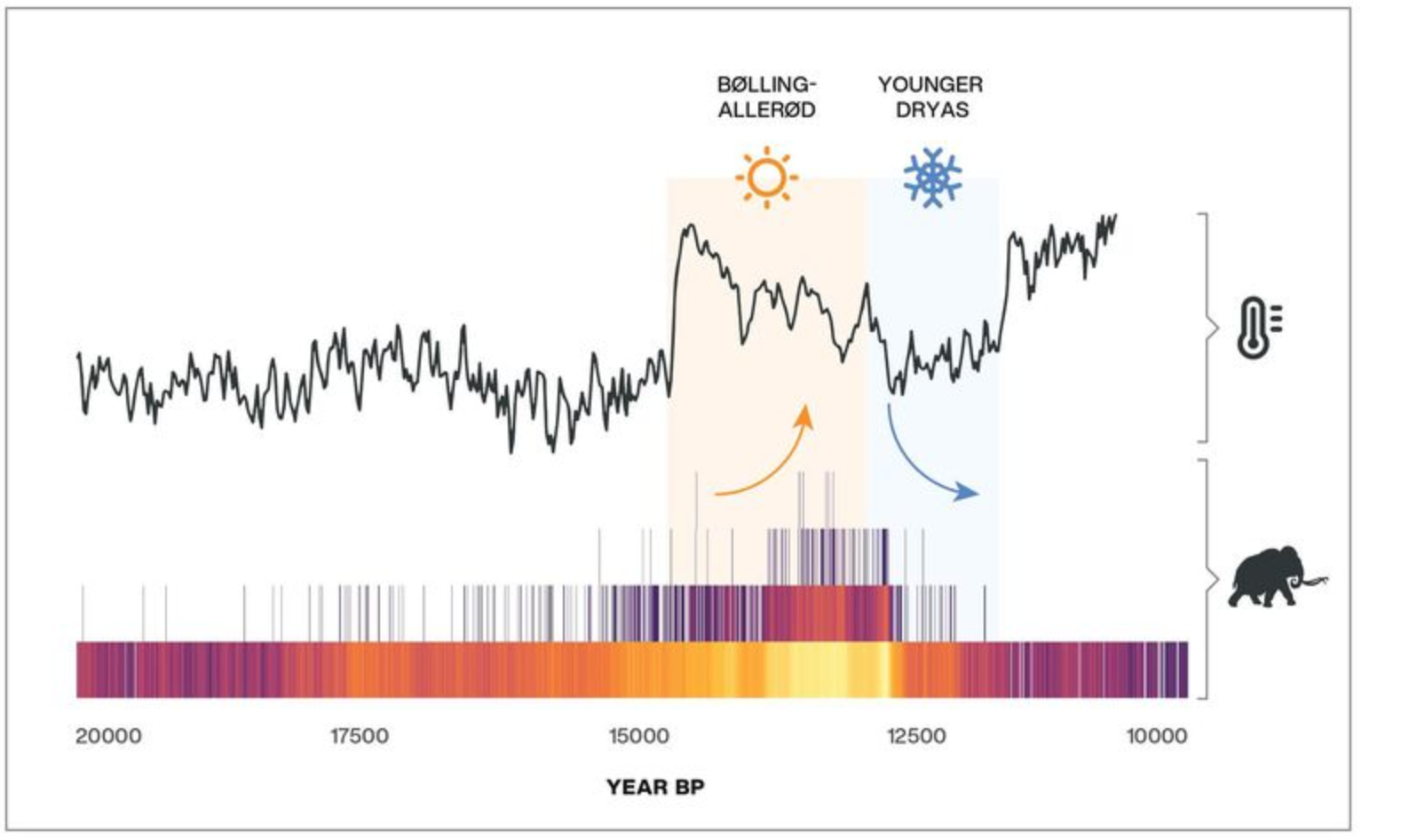 A simplified radiocarbon-dated event model showing that decreases in megafauna numbers coincided with the return to near-glacial conditions at the start of the Younger-Dryas period