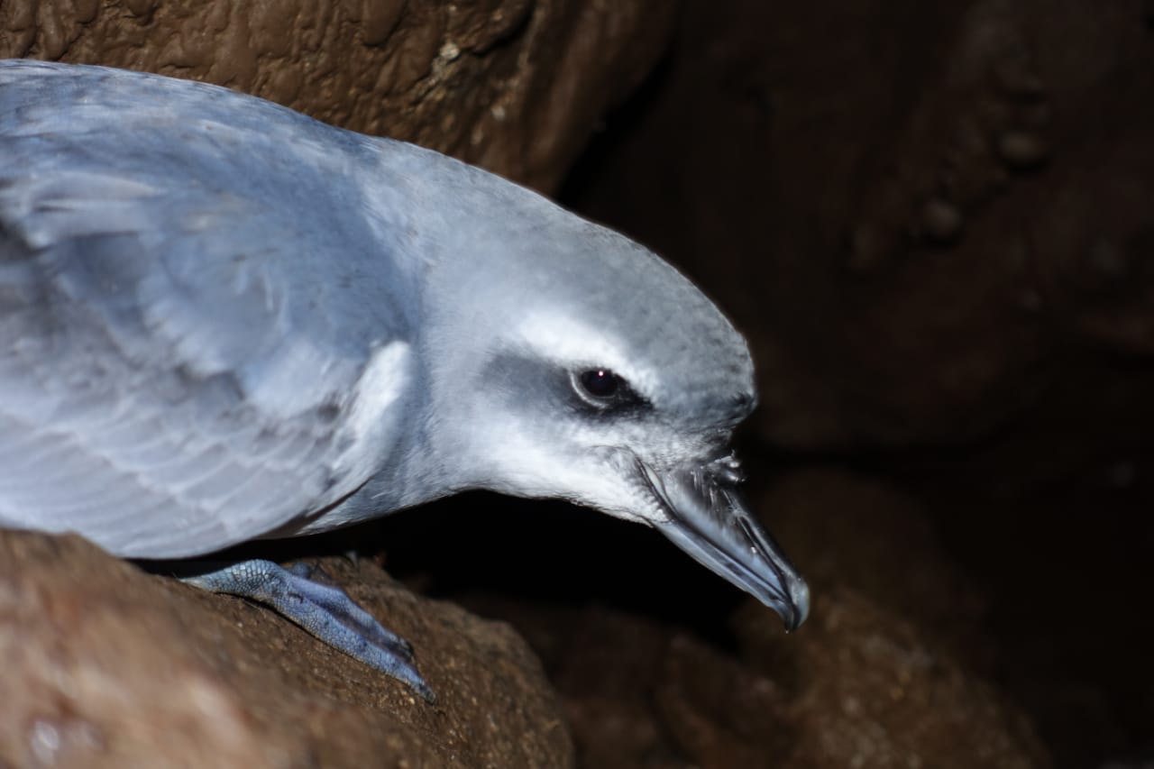 A MacGillivray’s prion on Gough Island in the South Atlantic