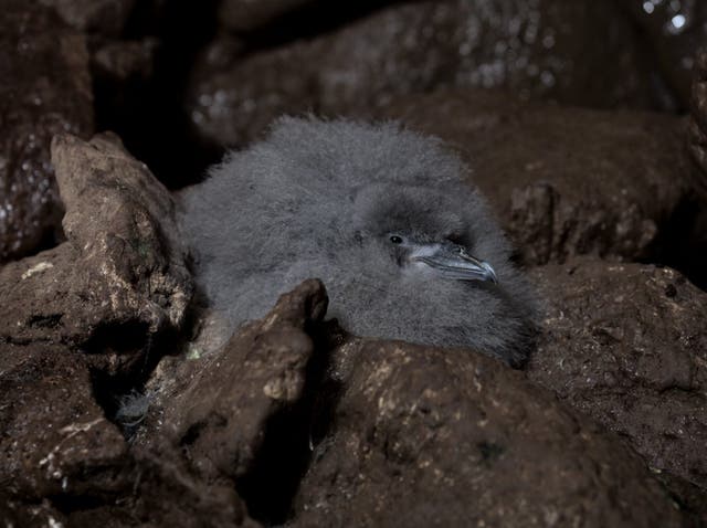 MacGillivray’s prion chick on Gough Island