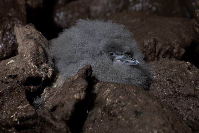 MacGillivray’s prion chick on Gough Island