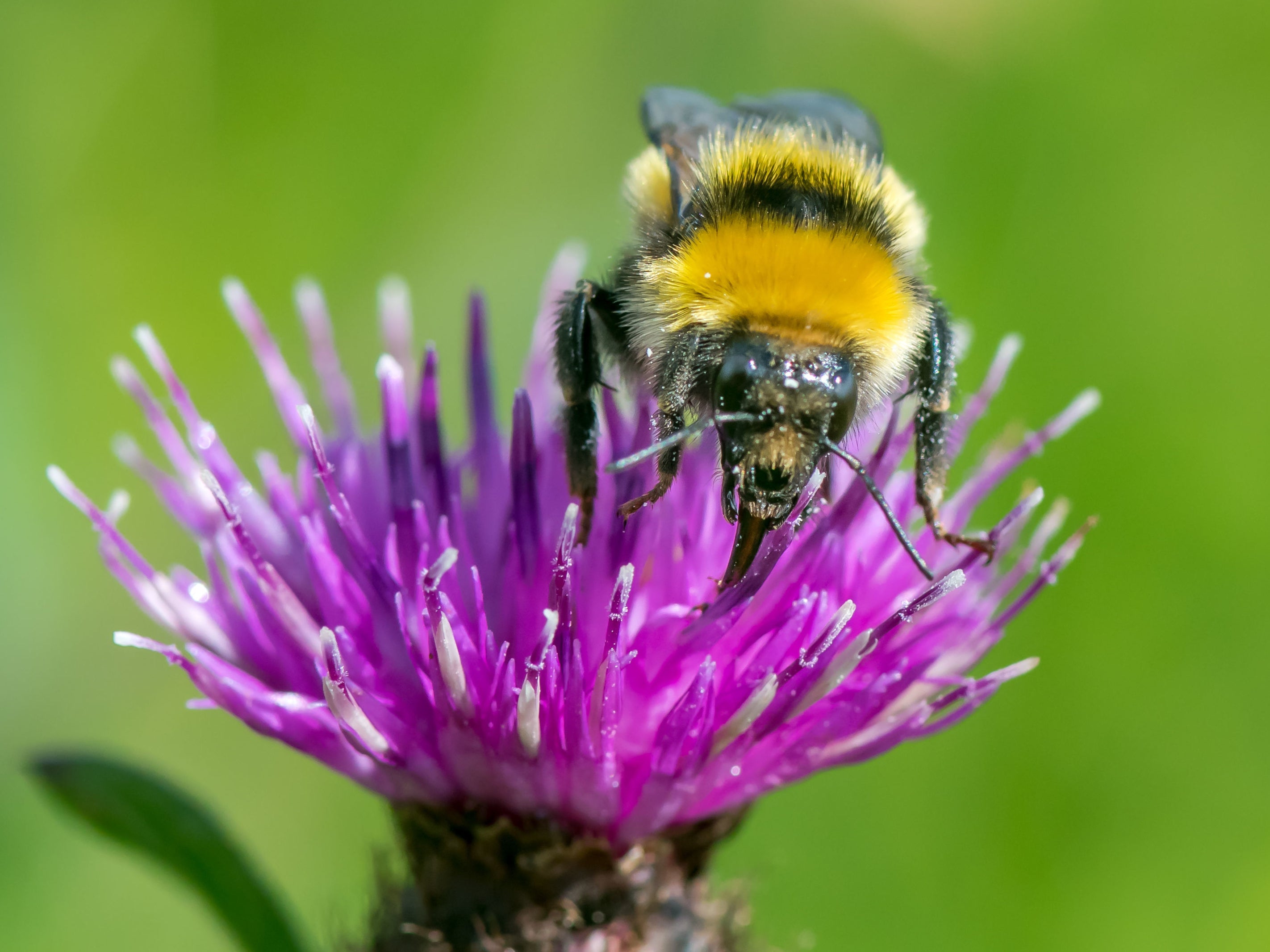 Conservationists discovered one of the UK’s rarest bumblebees, the Great Yellow bumblebee, in Caithness, Scotland