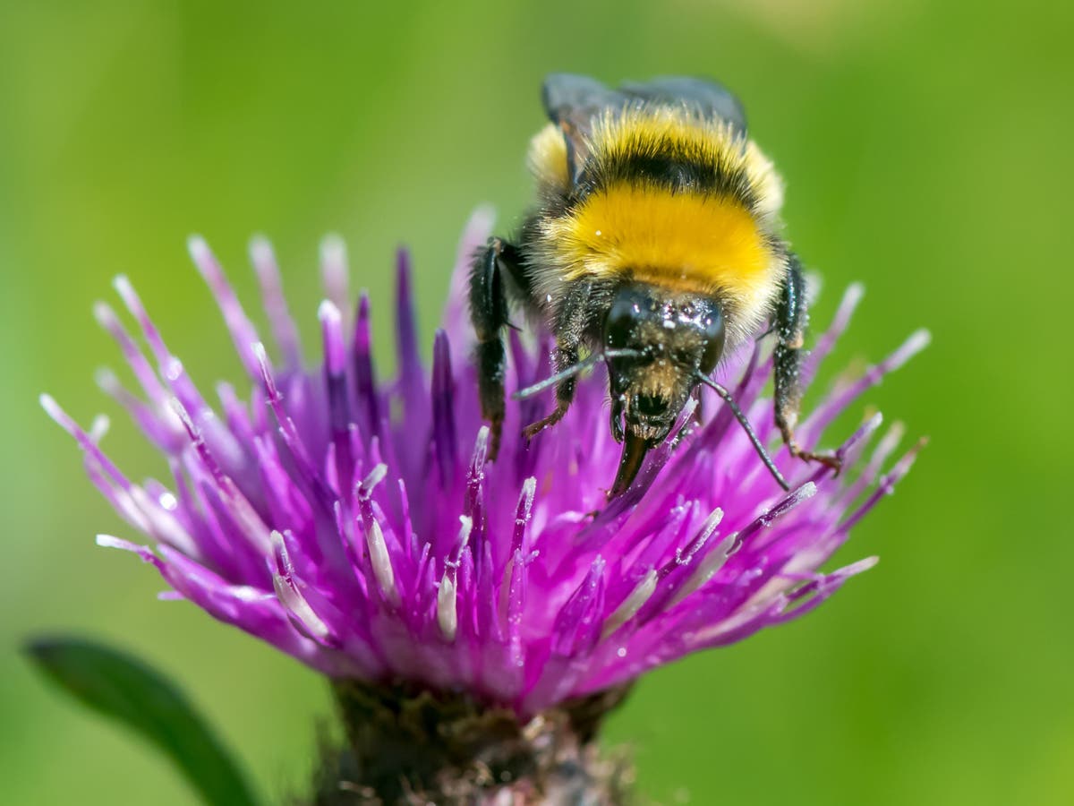 Rare Great Yellow bumblebee found in Scotland