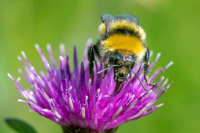 Conservationists discovered one of the UK’s rarest bumblebees, the Great Yellow bumblebee, in Caithness, Scotland