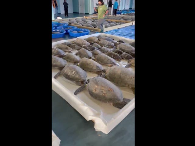<p>Sea turtles being looked after a convention centre on South Padre Island, Texas</p>