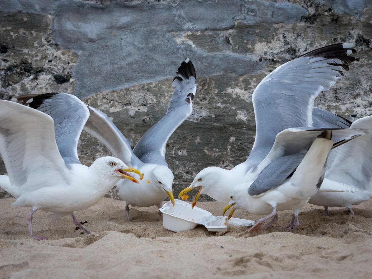 Gulf seagulls ‘too fat to fly’ from gorging on throwaway fast food