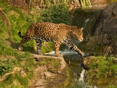 Rewilding: Jaguars return to Argentina’s wetlands 70 years after local extinction