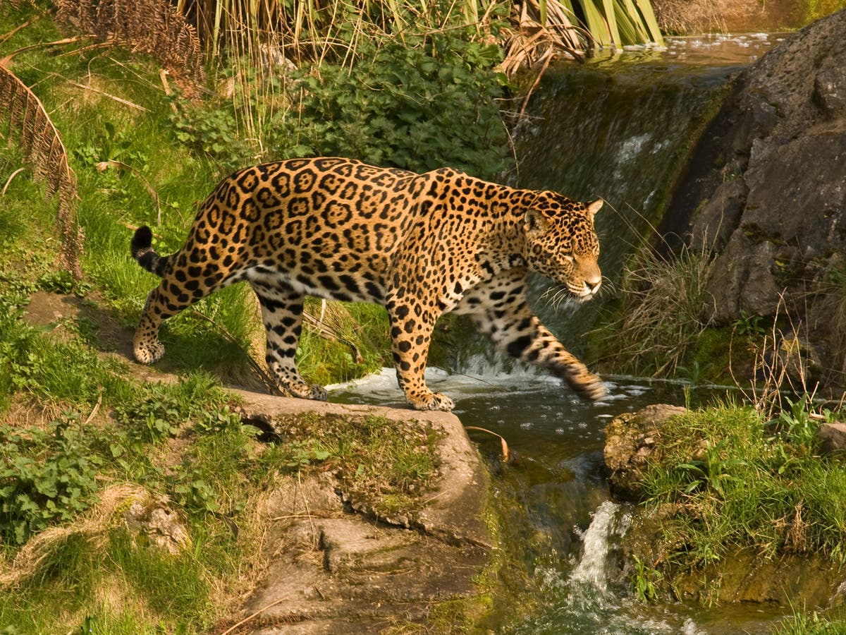 Keystone species and their role in rewilding