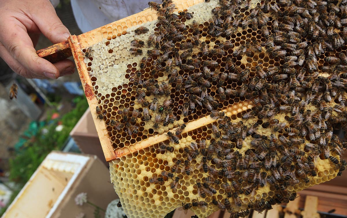 Bees able to solve maths tests despite not understanding numbers ...