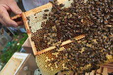 Bees able to solve maths tests despite not understanding numbers, researchers find