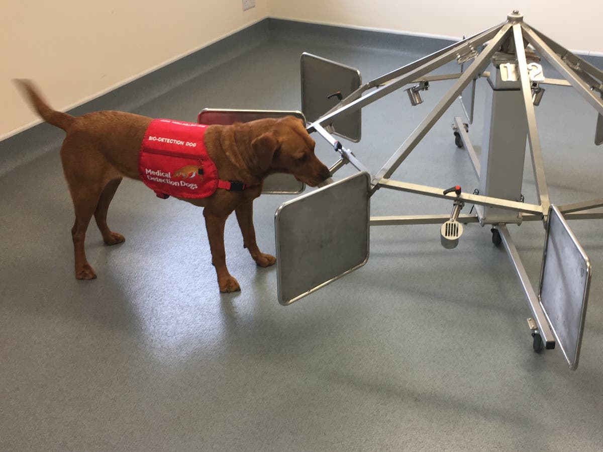 &lsquo;Robotic nose&rsquo; more sensitive to smell than cancer-detecting dogs developed by scientists