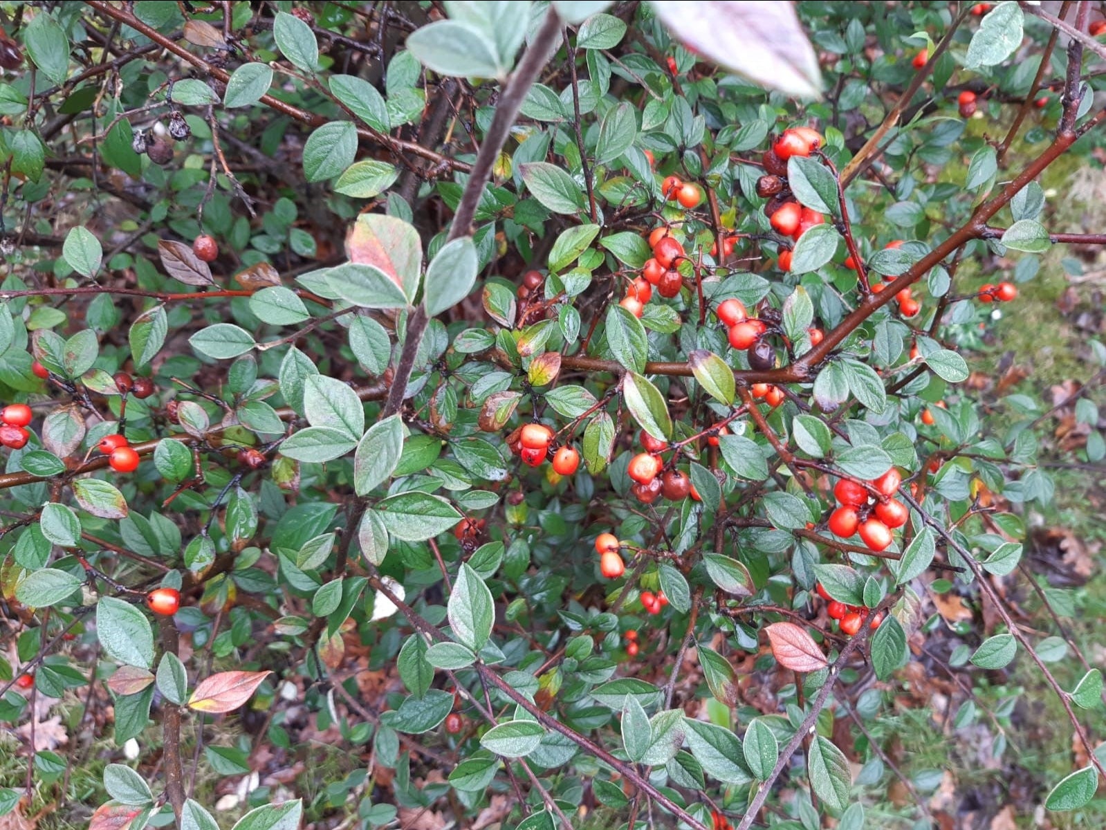 Scientists have discovered the cotoneaster “super plant” can help soak up pollution on busy roads