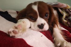 Puppy nearly dies after eating face mask, prompting warning for pet owners