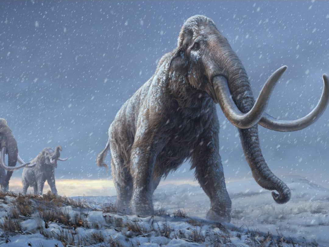 Reconstruction of the steppe mammoths that preceded the woolly mammoth, based on new genetic knowledge from the Adycha mammoth