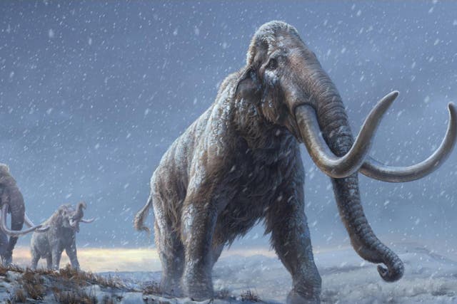 Reconstruction of the steppe mammoths that preceded the woolly mammoth, based on new genetic knowledge from the Adycha mammoth
