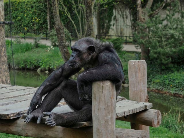 <p>A chimpanzee sits in its enclosure at the empty zoological park of Beauval in Saint-Aignan-sur-Cher, on 16 April 2020</p>