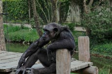 Chimpanzee and Monkeys die in Texas after sanctuary loses power during Winter Storm Uri