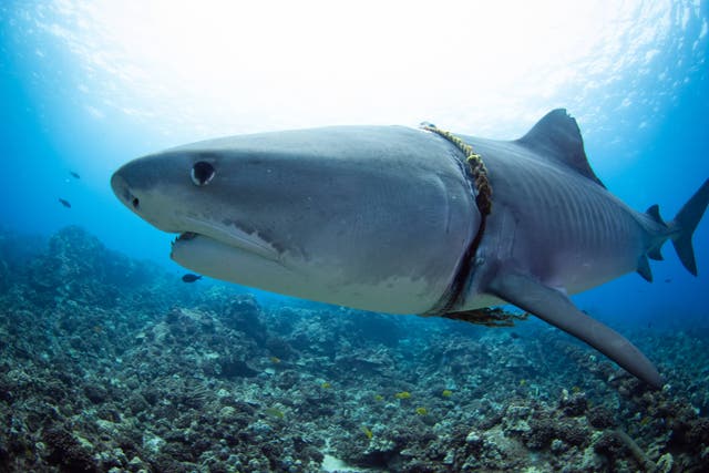 <p>Se desconoce cómo llegó la cuerda allí. La imagen muestra al tiburón con un lazo alrededor del cuello visto por un fotógrafo preocupado en Hawái, lo que destaca el efecto devastador que la contaminación del océano está teniendo sobre la vida marina. </p>