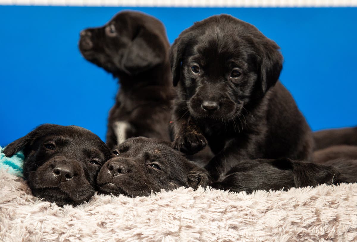 Disability charity launches survey into breeding better guide dogs