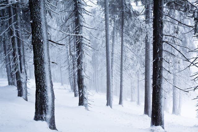 Una ilusión óptica ambientada en un bosque nevado está causando gran revuelo