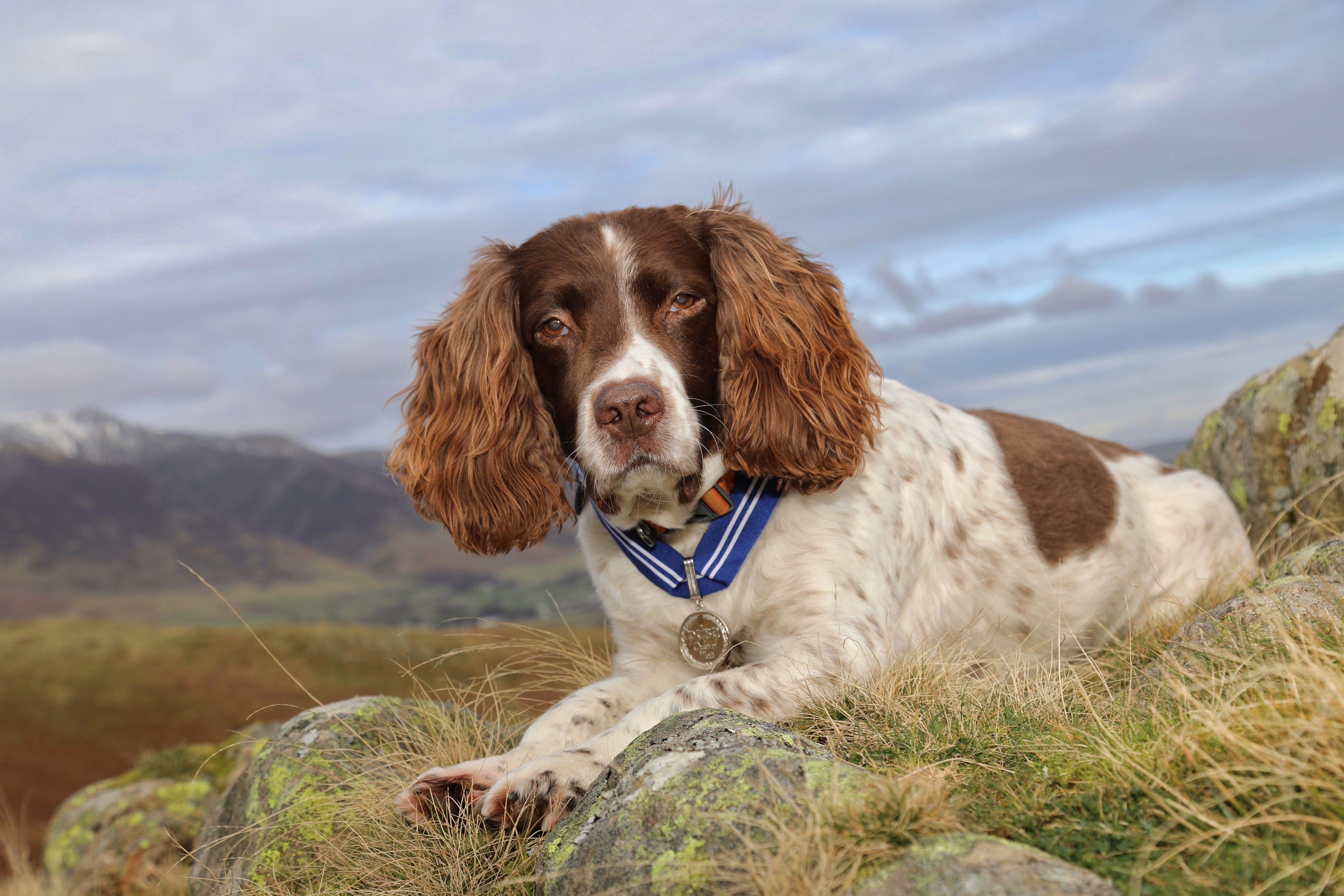 English springer spaniel, Max who will receive the PSDA Order of Merit for his work during the pandemic