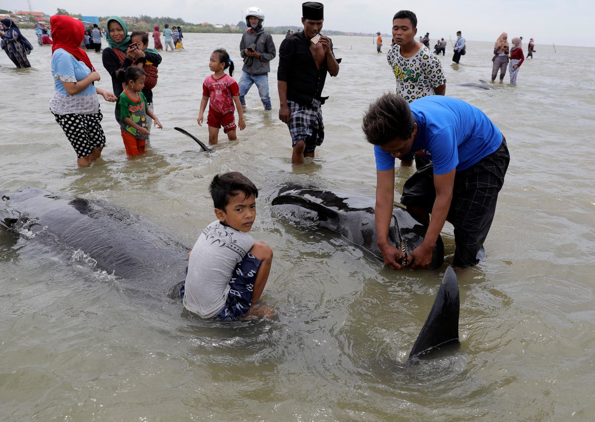 3 of 45 pilot whales survive mass stranding in Indonesia