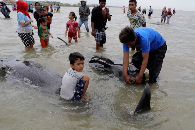 Indonesia Stranded Whales