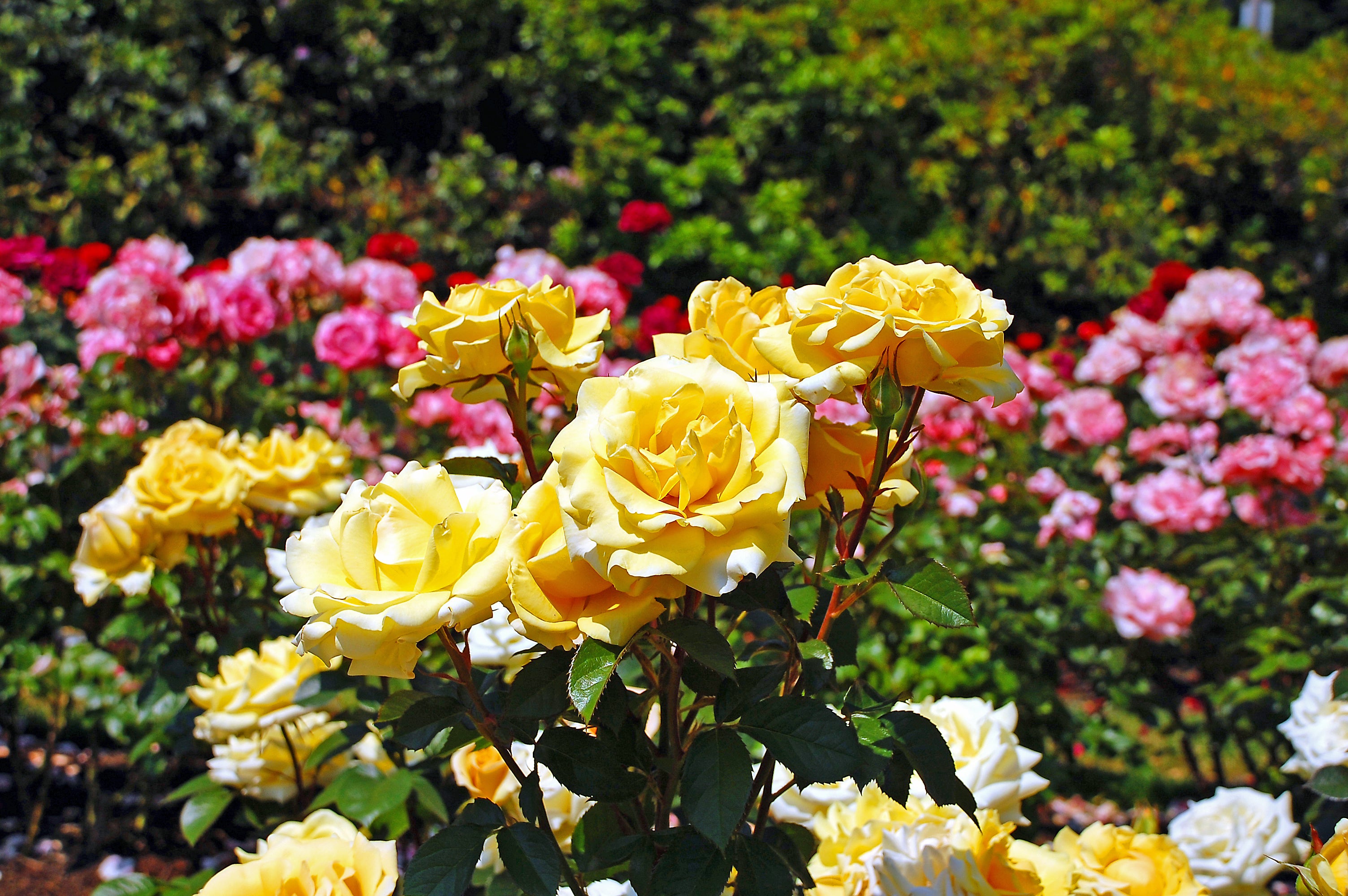 Roses need plenty of companion plants to thrive