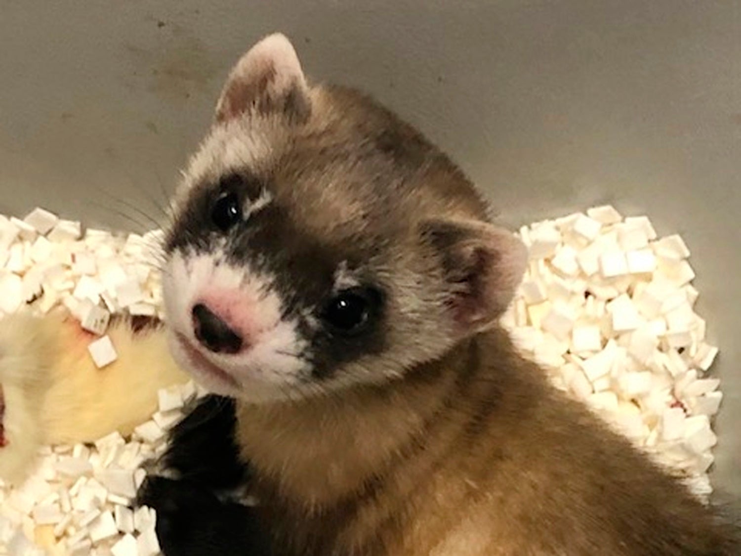 Elizabeth Ann, the first cloned black-footed ferret and first-ever cloned US endangered species