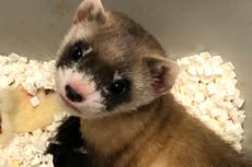 Black ferret who died 30 years ago cloned in US first for endangered species