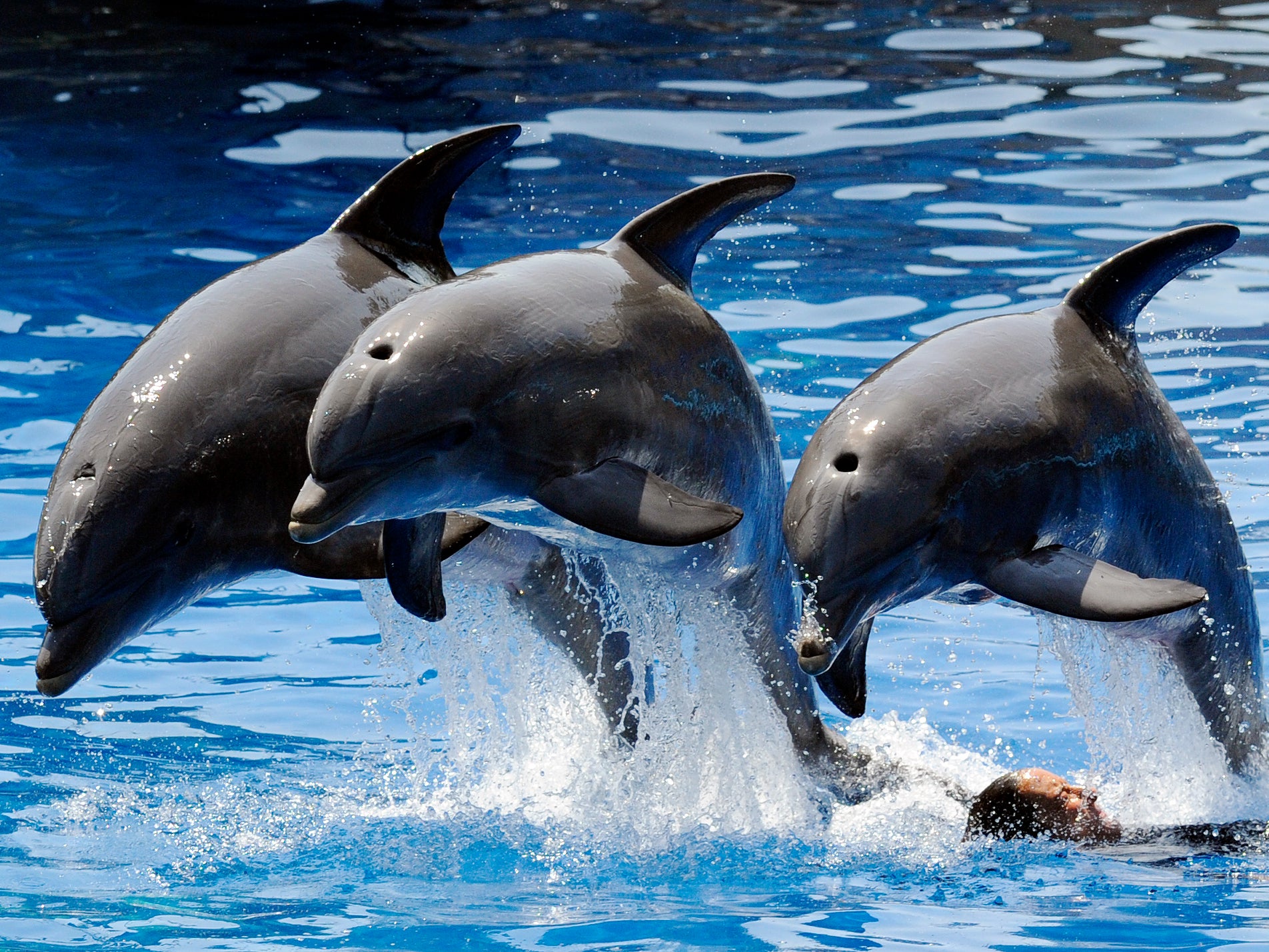Captive bottlenose dolphins were studied by staff