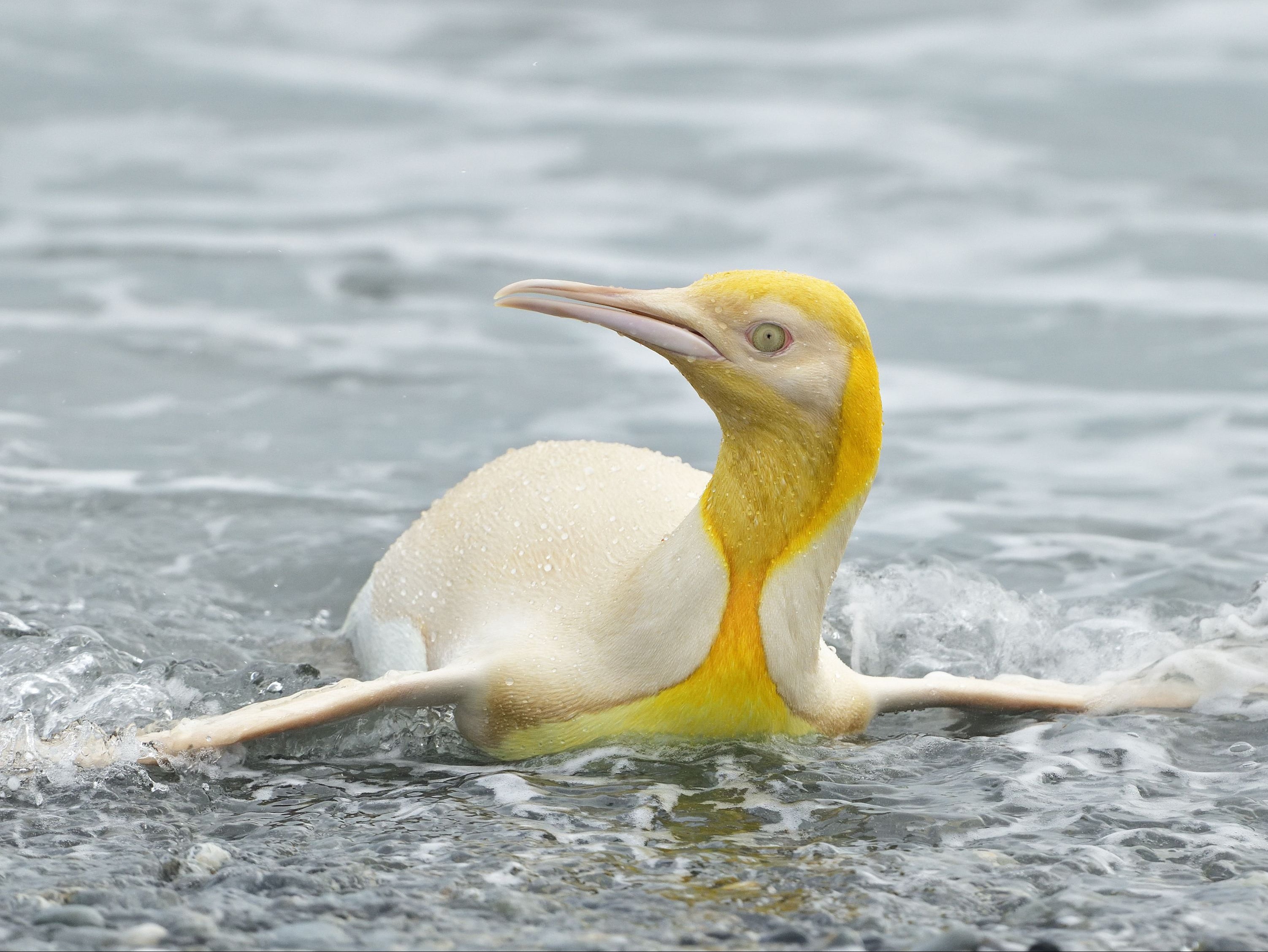 Yellow penguin sighted for 'first time ever' in South Atlantic | The  Independent