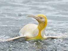 Yellow penguin sighted for ‘first time ever’ in South Atlantic
