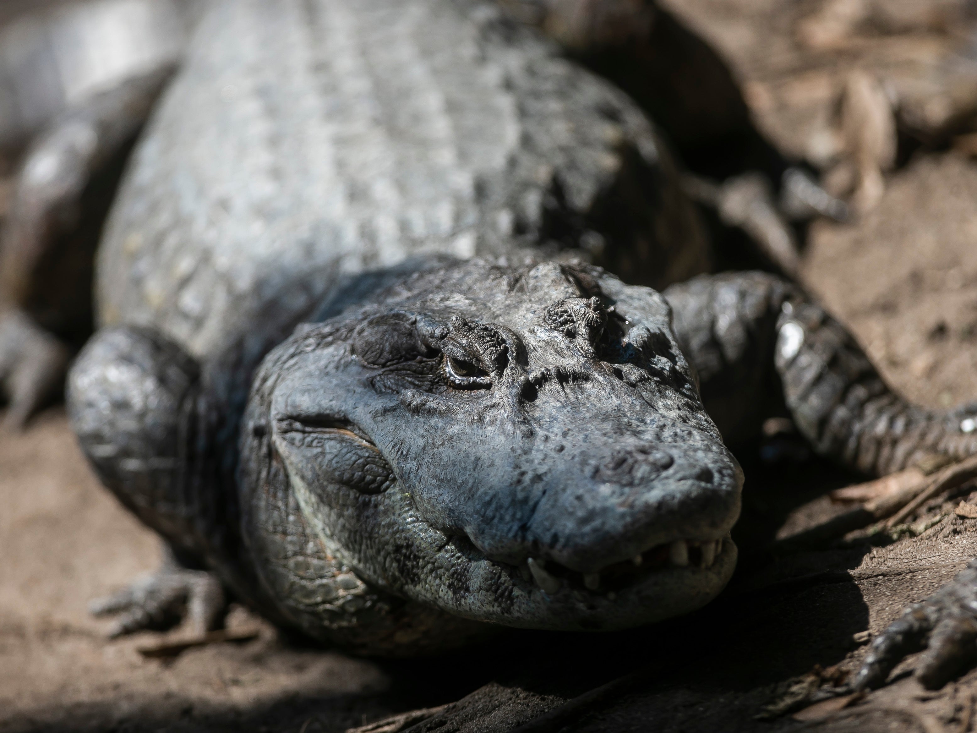 An alligator basks in the sun beside polluted water from a sub-basin of the Canal das Tachas