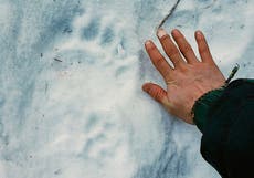 Alaska woman using outhouse attacked by bear, from below