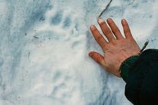 Alaska woman using outhouse attacked by bear, from below