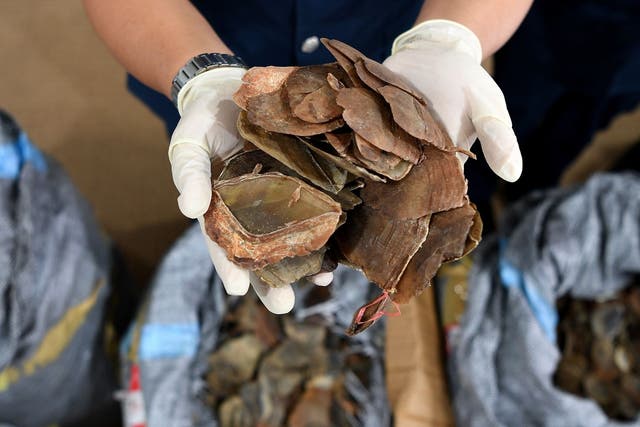 A stockpile of pangolin scales seized by officials in Indonesia